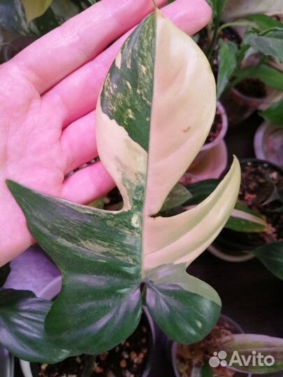 Филодендроны