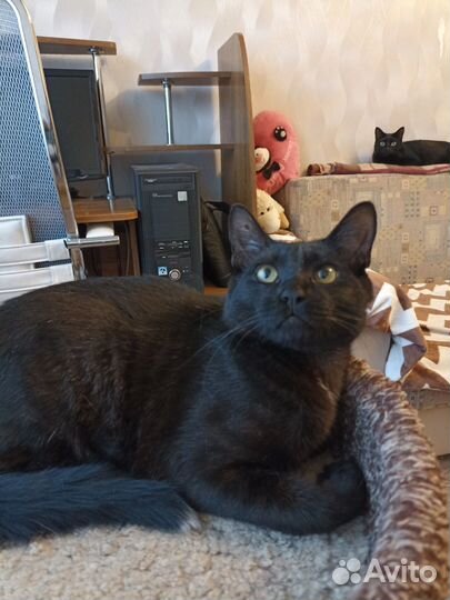 Молодой котик