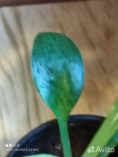 Дримиопсис вариегатный кирка