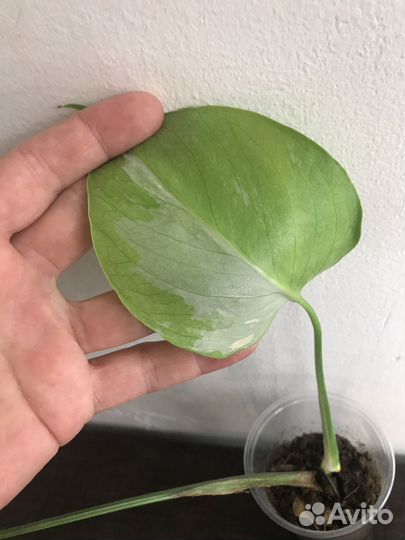 Монстера Альба Борзига