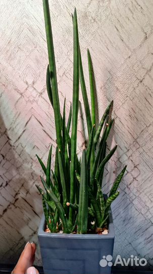 Сансевиерия цилиндрическая