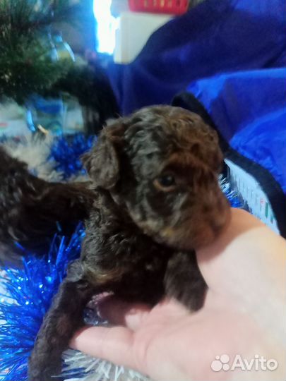 Малыш той -пудель