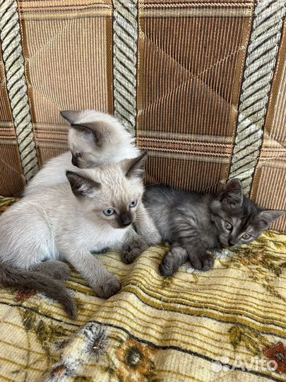 Котята в добрые руки бесплатно