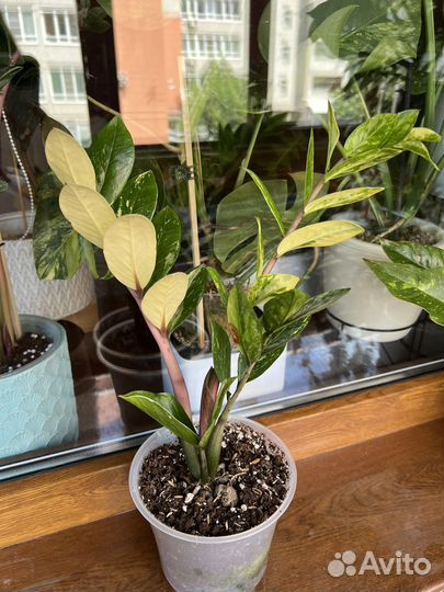 Замиокулькас вариегатный