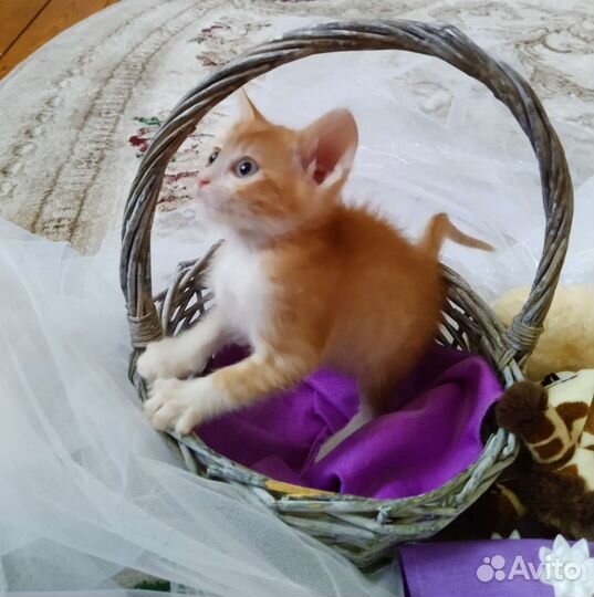 Ласковые рыжики,девочки,в добрые руки.В лоток сами