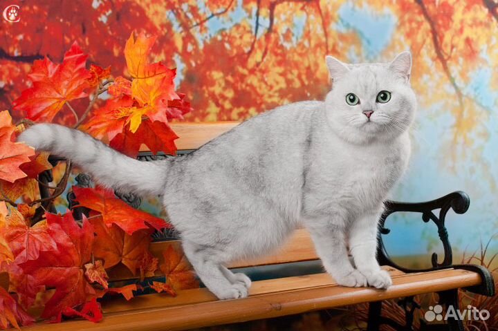 Шотландский страйт Серебристая шиншила Вязка