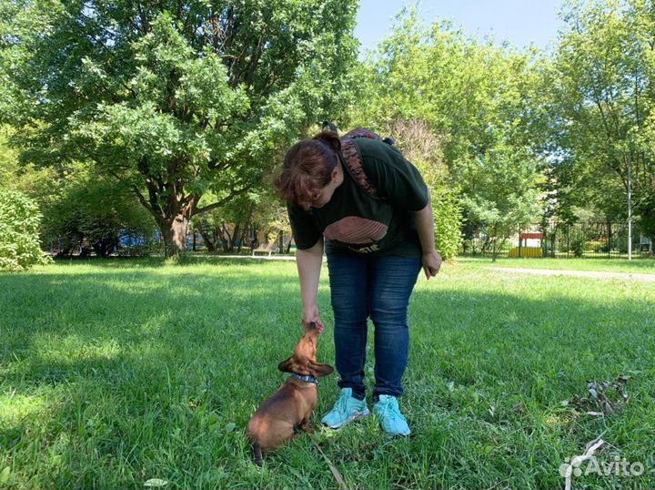 Кинолог с выездом / Дрессировка собак