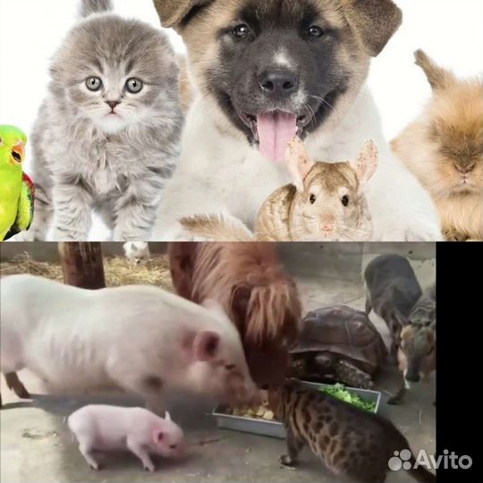 Еда для животных