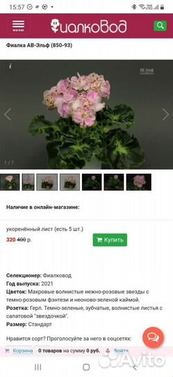 Фиалка сортовая