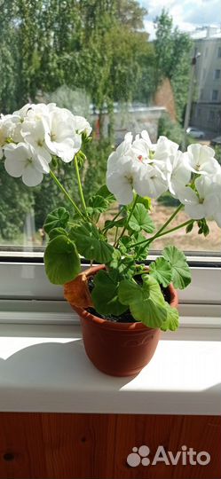 Комнатные цветы герань