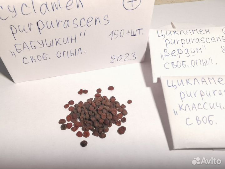 Цикламен ароматный краснеющий европейский семена