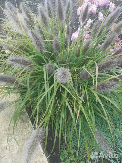 Декоративные злаки (паннисетум лисохвостный)