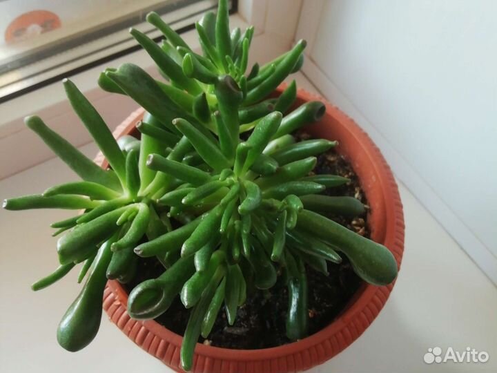 Крассула хоббит