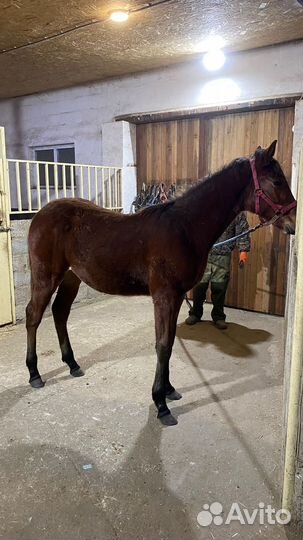 Лошади рысаки: призовых пород