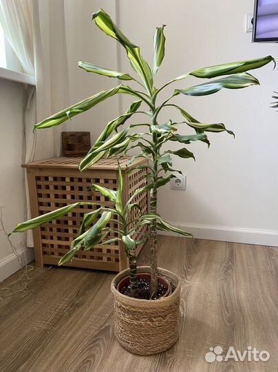 Драцена фрагранс пальма
