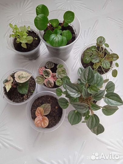 Пеперомии, сингониум Орм нак Грин, Толмия