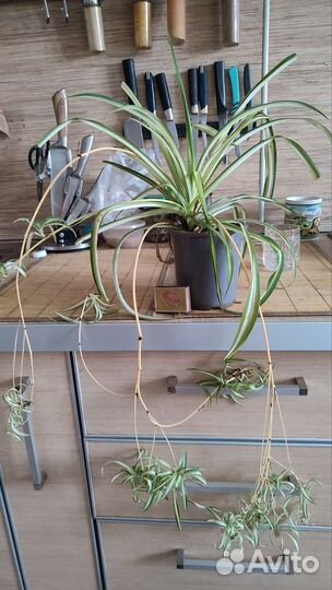 Хлорофитум полосатый