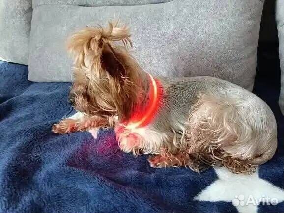 Ошейник светодиодный для собак