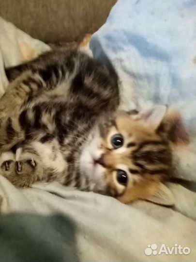 Шотландская кошка