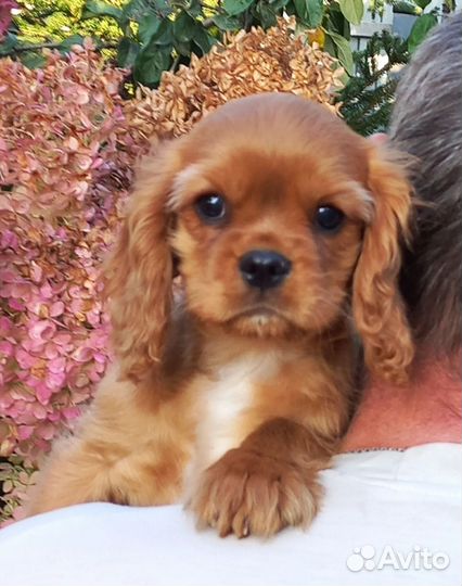 Кавалер кинг чарльз спаниель