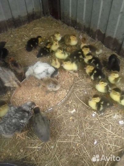 Индоутята + мама-утка в подарок