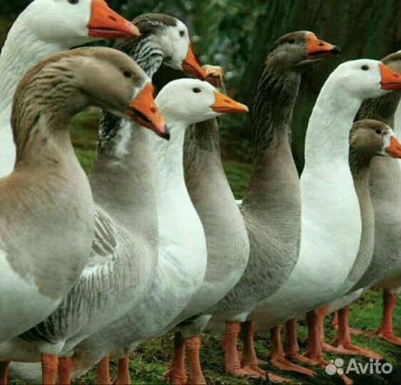Гуси самые важные птицы