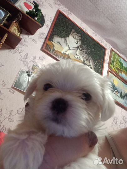 Мальтезе мальтийская болонка