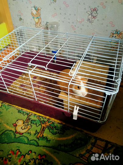 Морская свинка с клеткой