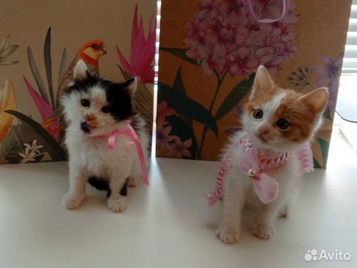 Котята в добрые руки