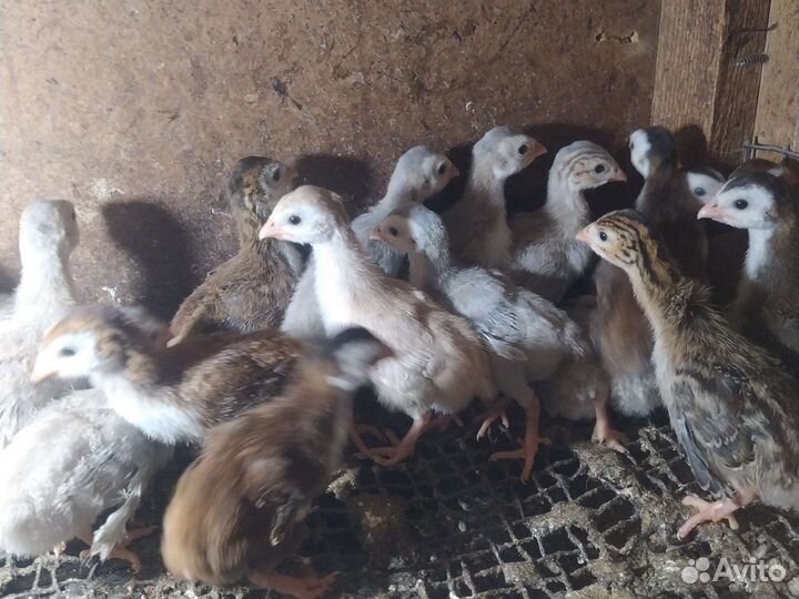 Цесарки цесарята