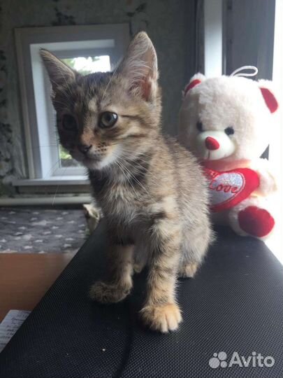 Котенок девочка в добрые руки