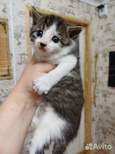 Котенок в добрые руки