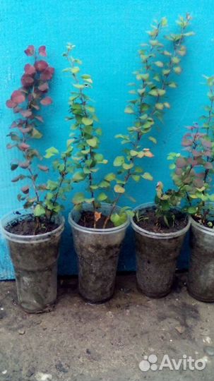 Саженцы барбариса