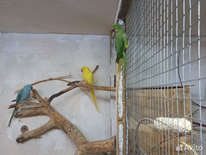 Птенцы корелл