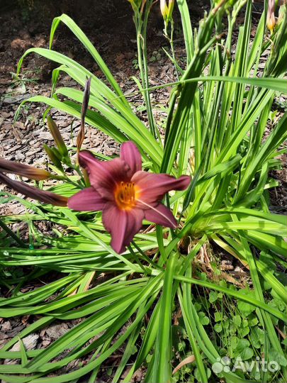 Лилейники сортовые