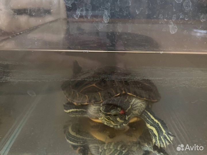 Черепаха с аквариумом