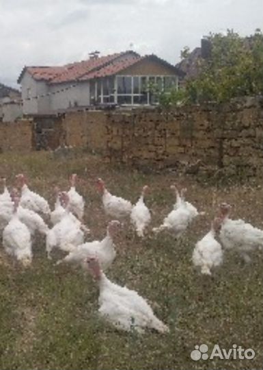 Индюки бройлерные домашние