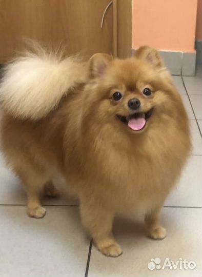 Стрижка собак и кошек