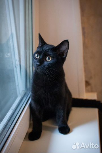 Черный котенок Балу ищет дом