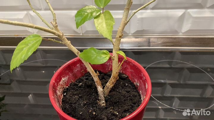 Гибискус китайская роза