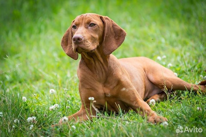 Щенки. венгерская выжла