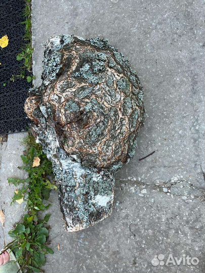 Кап (сувель) берёзовый