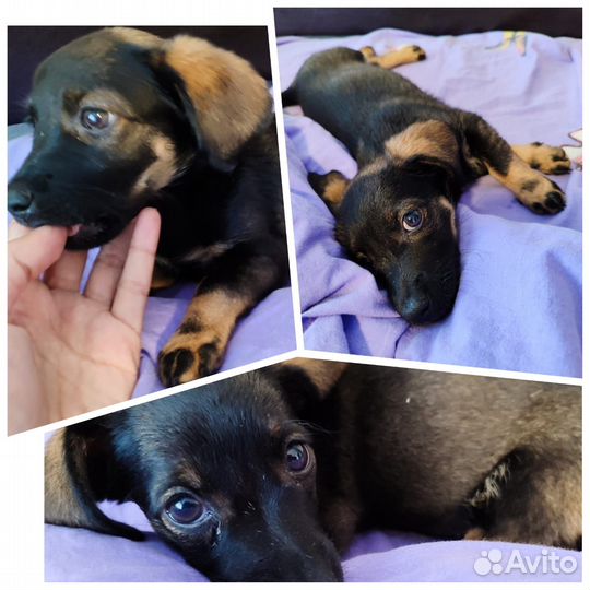 Щенок в добрые руки