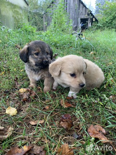 Щенки бесплатно