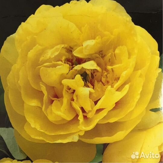 Корни пионов сортовые