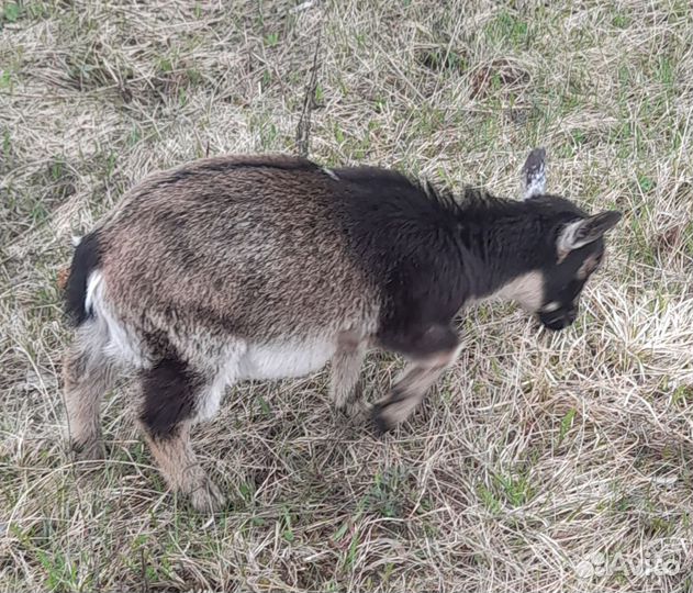 Камерунская коза дойная с козочкой