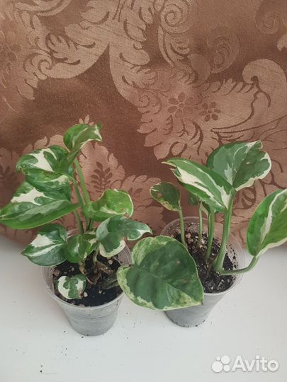 Сциндапсус эпипремнум