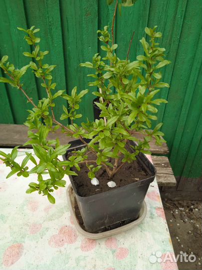 Цветы для дома и сада