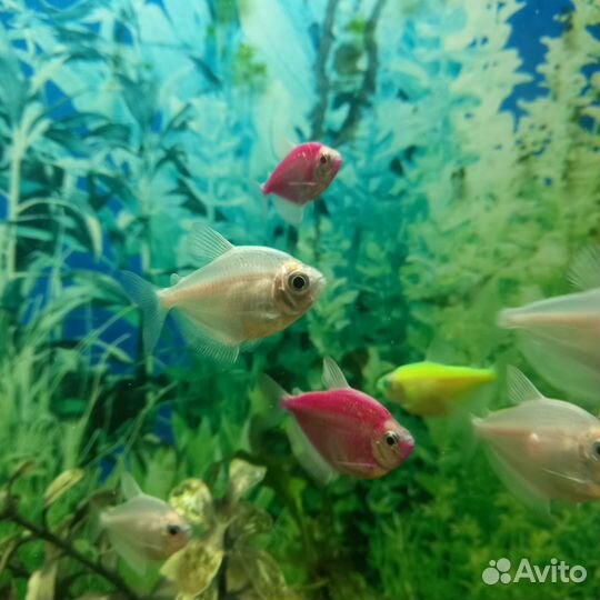 Аквариумные рыбки собственного разведения