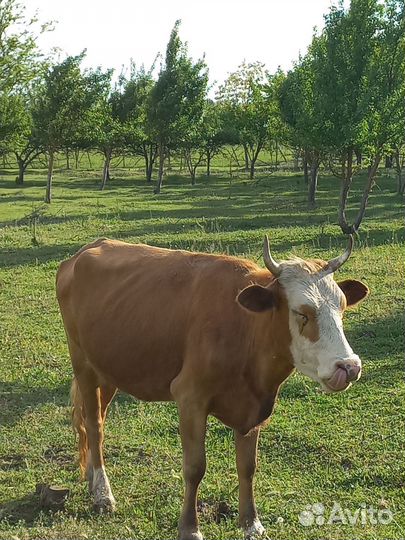 Телки стельные